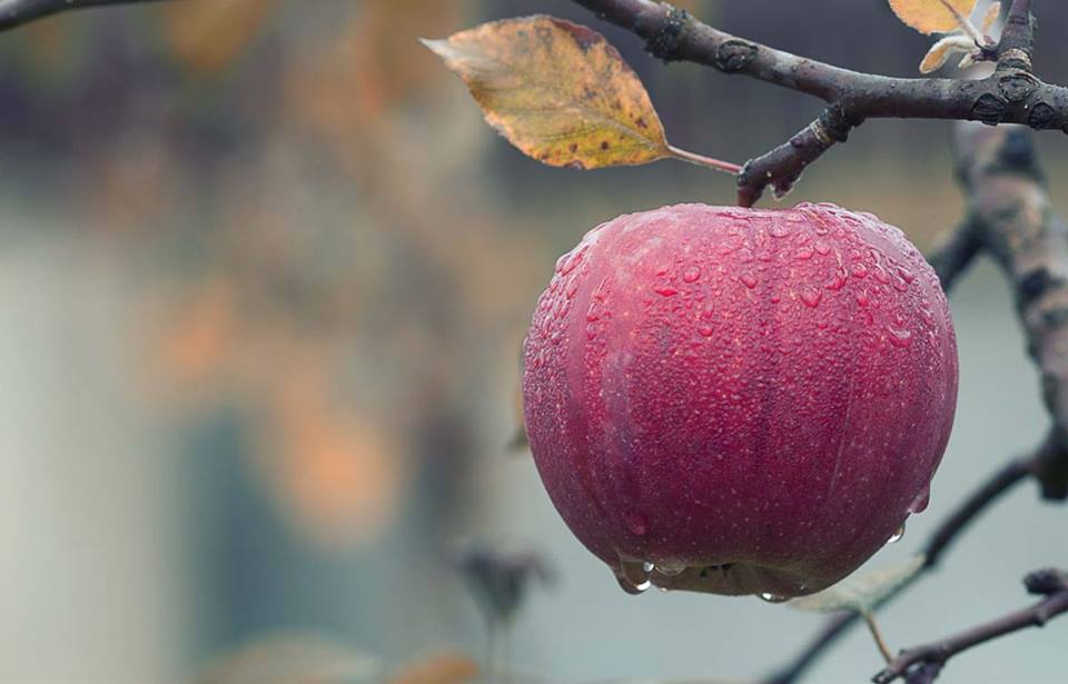 Polskie jabłko z okazji 11 listopada